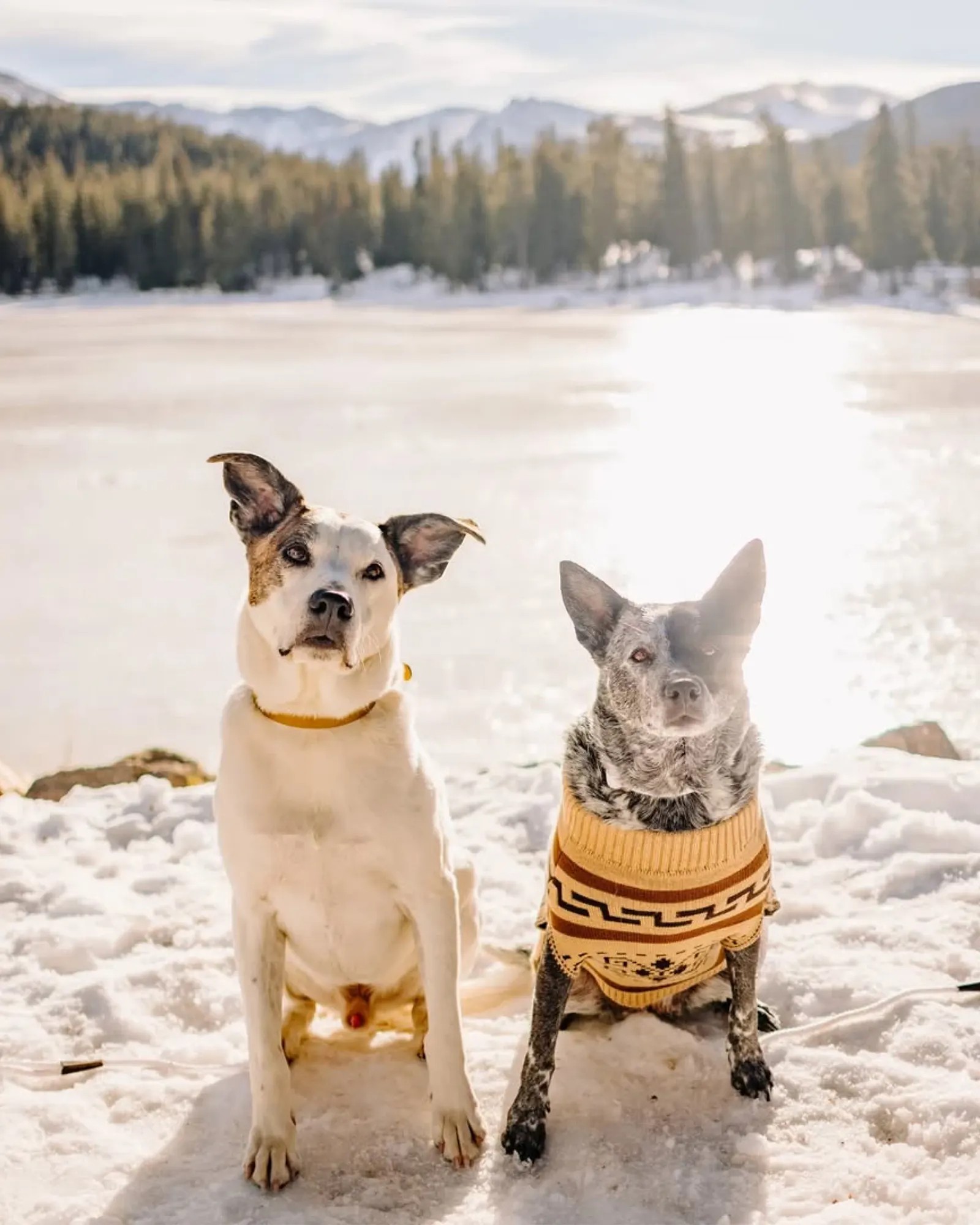 Westerley Heritage Pet Sweater