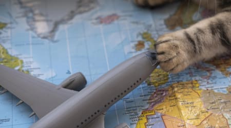 Transporte de animais em avião: conheça seus direitos e o que fazer se houver problemas