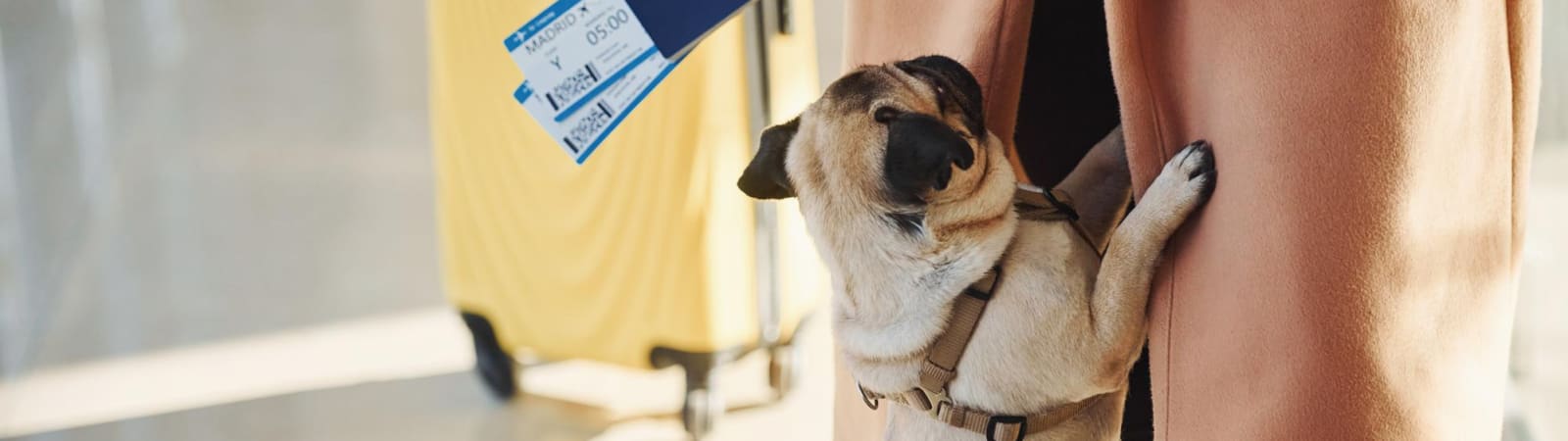 Como levar pet no avião? Entenda as regras