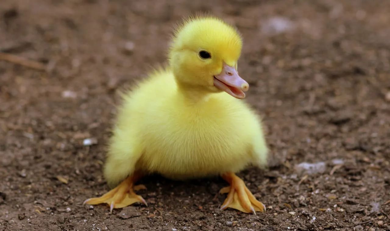 The Comedy of Ducks cover