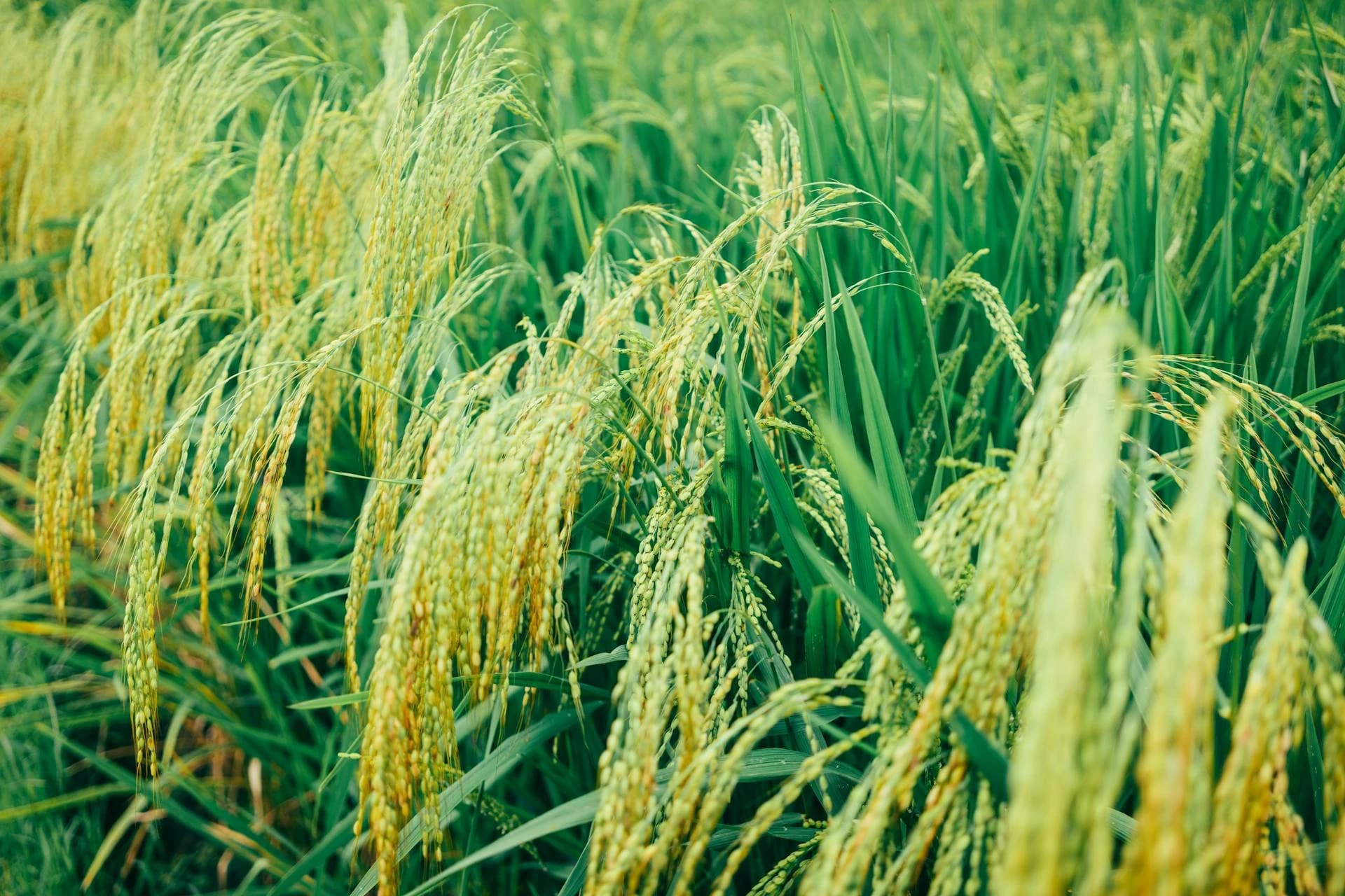 Harvest cover