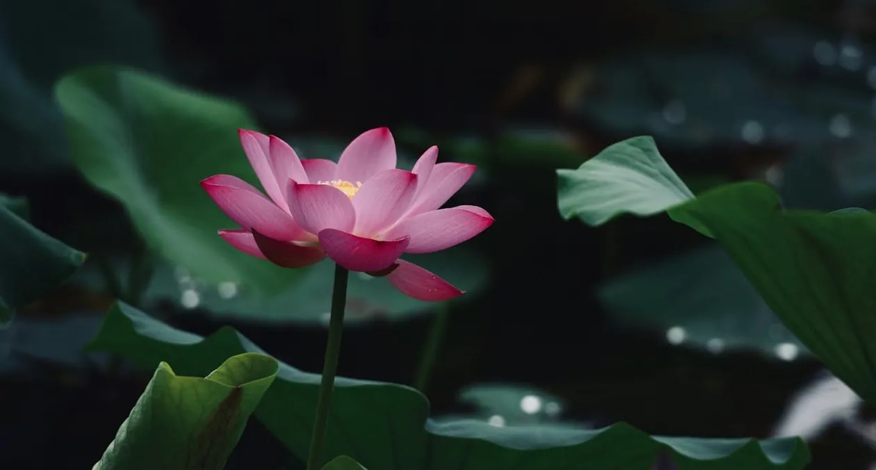 Moonlight Over the Lotus Pond cover