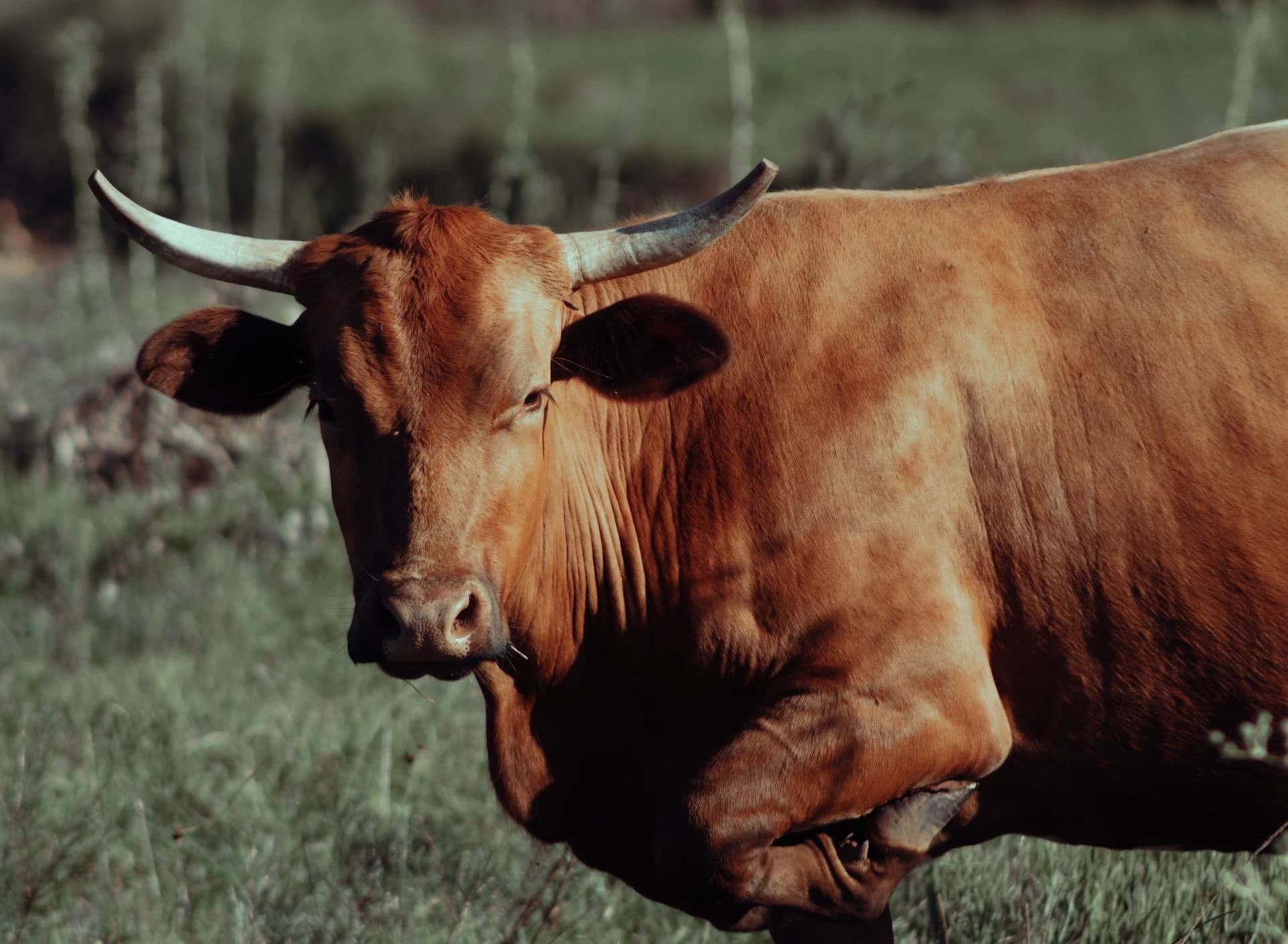 On the Ox Cart cover
