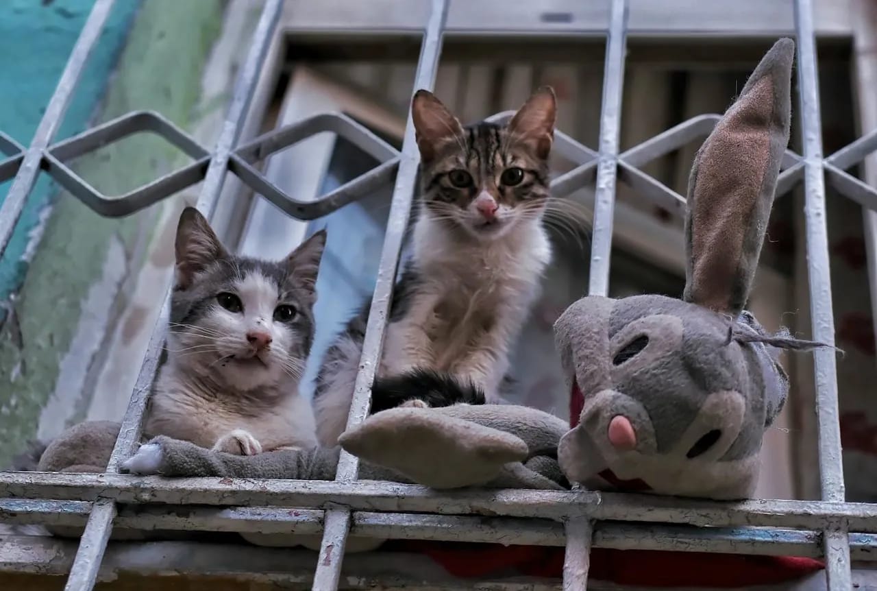 Rabbits and Cats cover