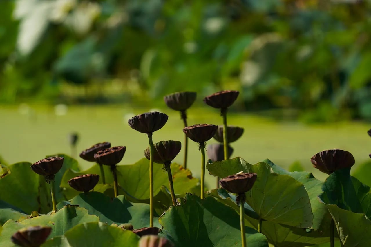 Stealing Lotus cover