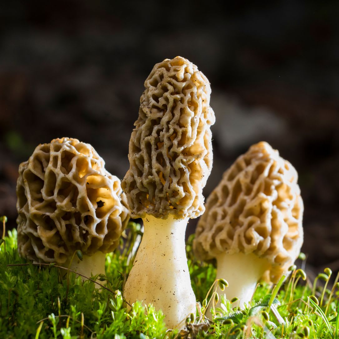 15 Morels - Image 1