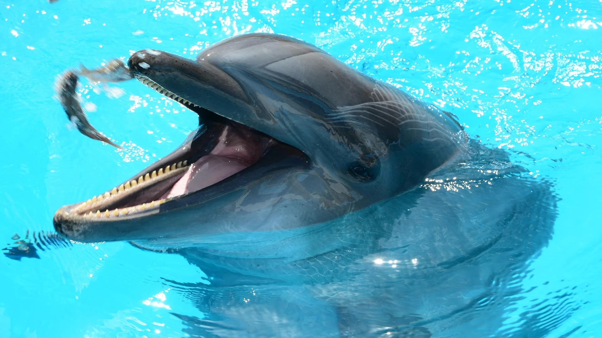 Dolphin World Hurghada – Dolphin & Walrus Show
