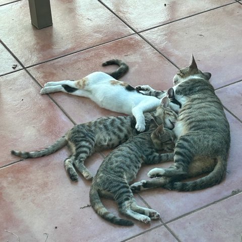 Beba with her siblings cuddling together