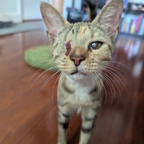Beba before her second surgery with some healing complications