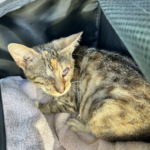 Beba recovering after her first eye surgery