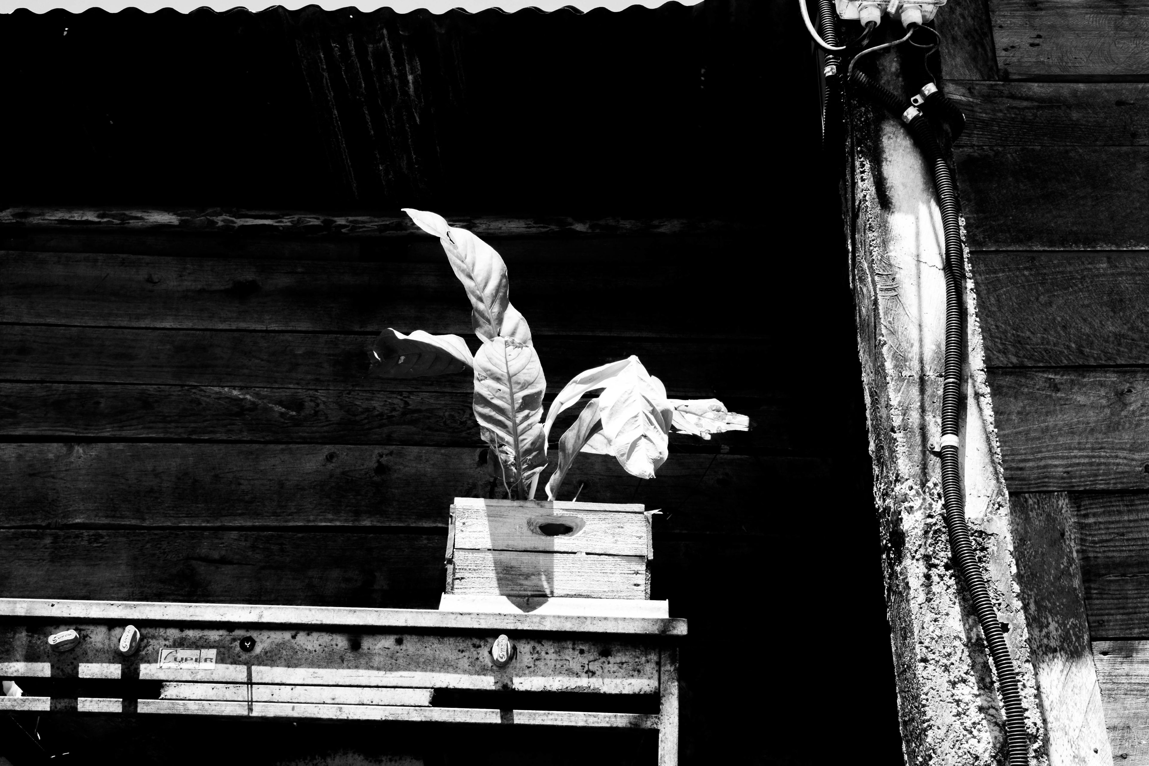 GUATEMALA — photograph 2