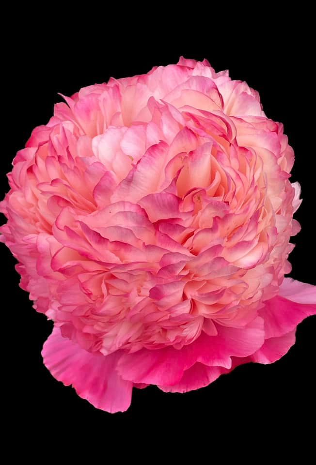 CORAL POM POM