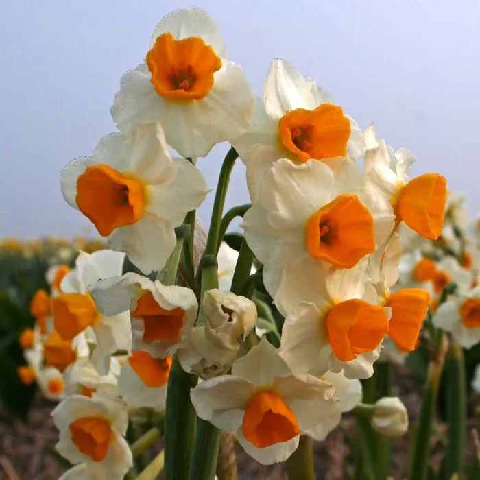 GLORIOSUS