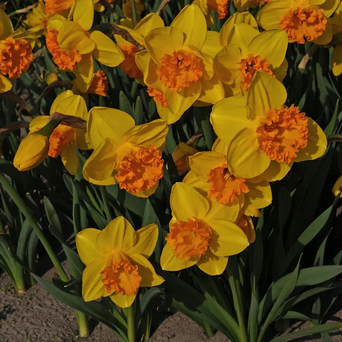DUTCH CROWN
