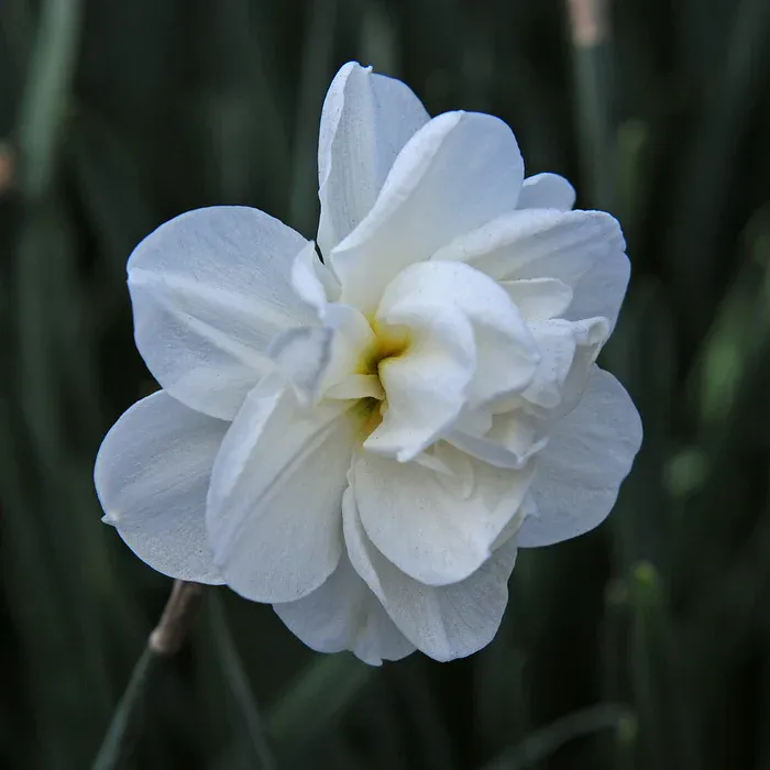 ROSE OF MAY