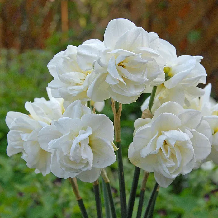 ROSE OF MAY