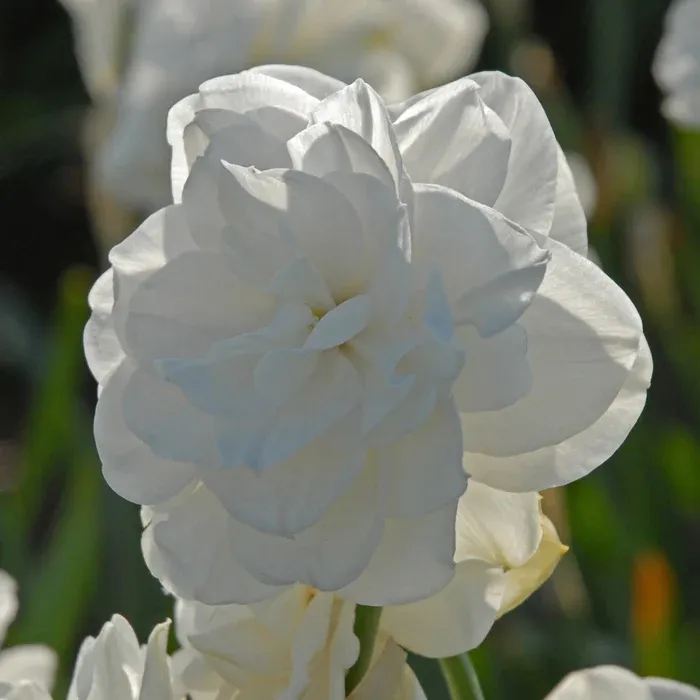 ROSE OF MAY