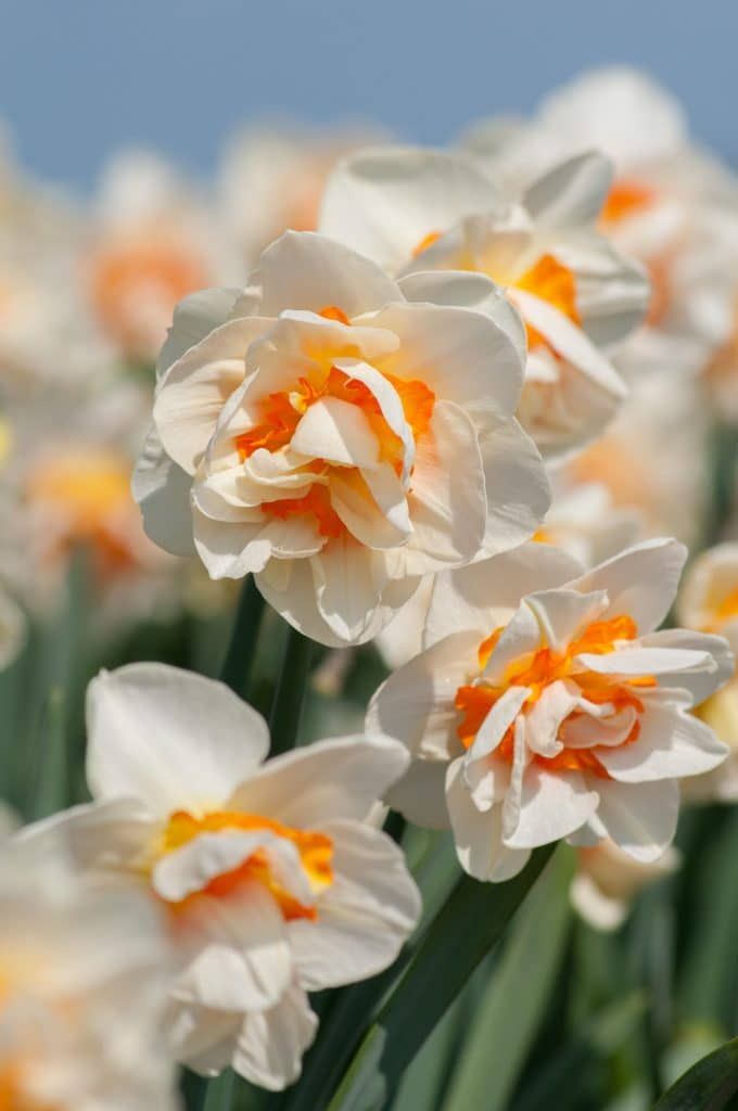 FLOWER PARADE