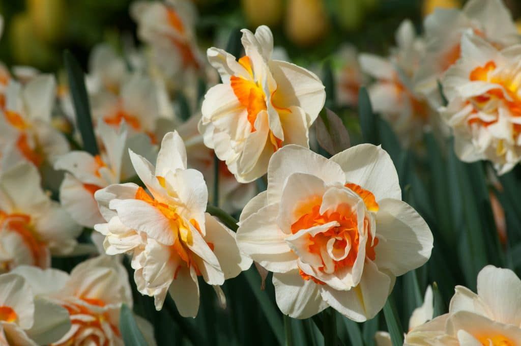 FLOWER PARADE