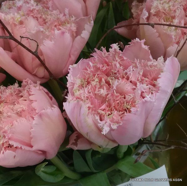 PINK MAGIC