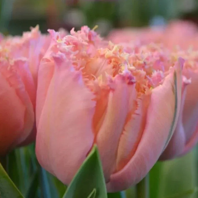 PINK MAGIC