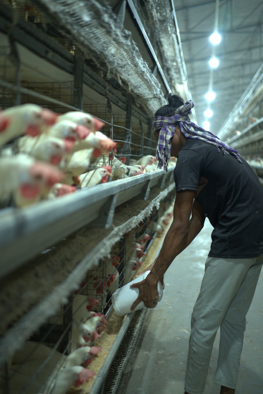 Farmer collecting fresh eggs