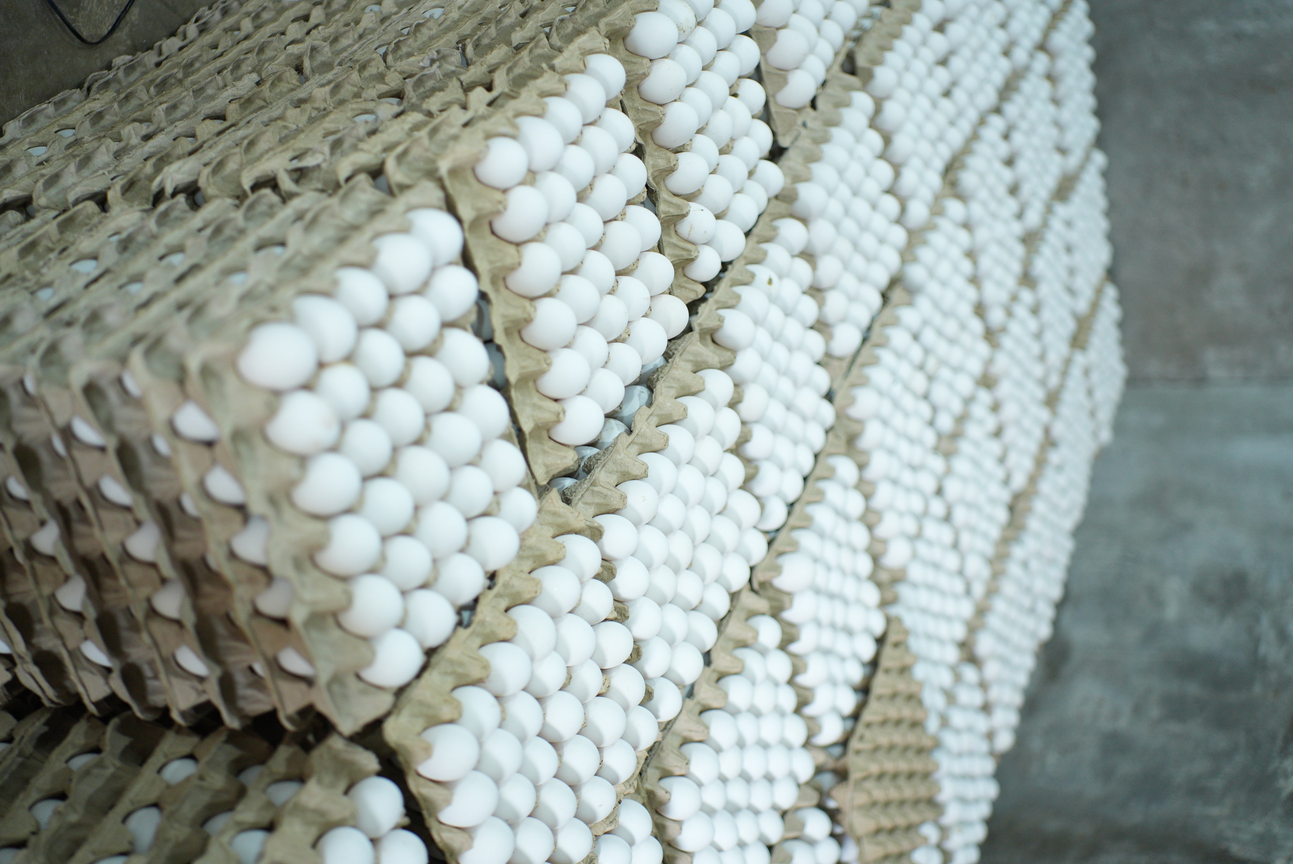 Authentic fresh basket eggs tray