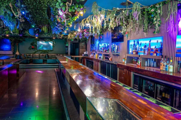 Jungle Hollywood