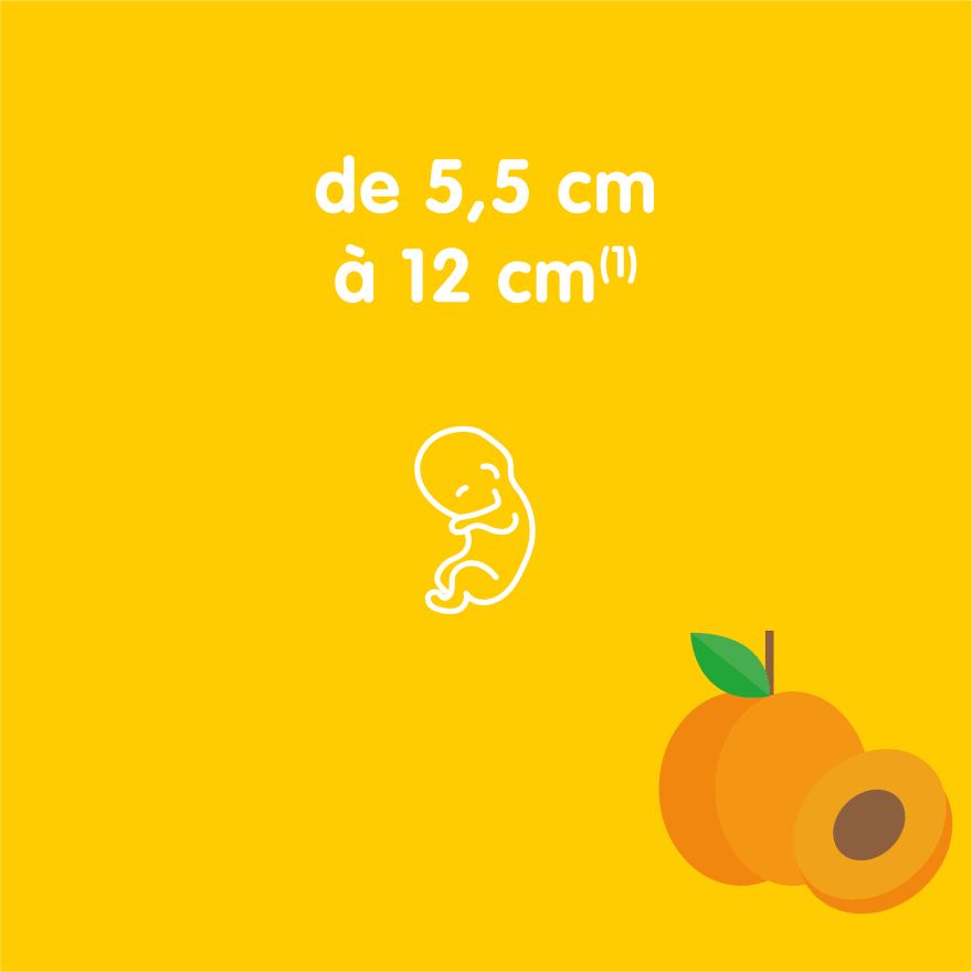3rd Month Of Pregnancy Your Baby Is Growing Your Bump Is Too