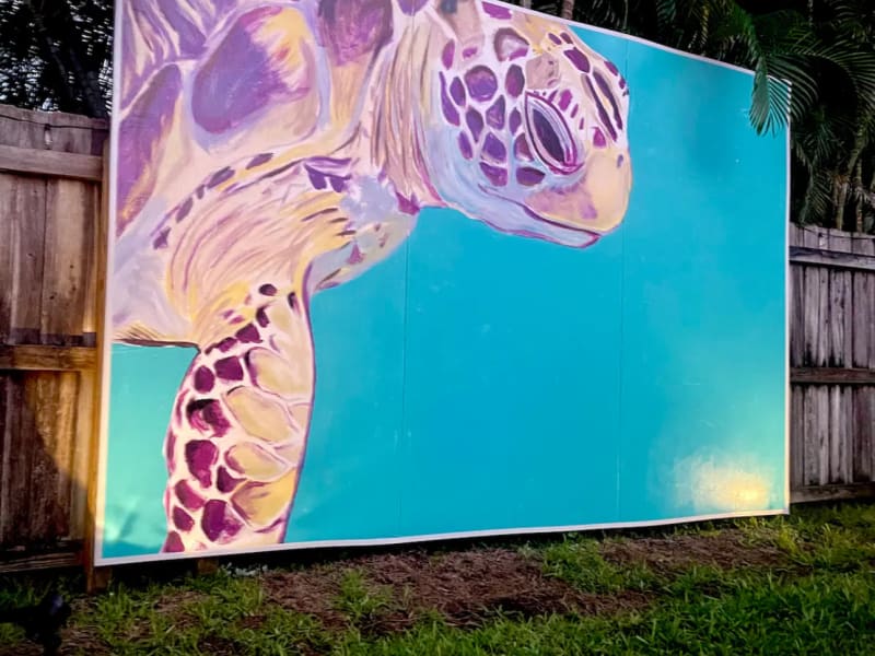 turtle-gallery/p6icyfdiwgyzmlrlf4fs
