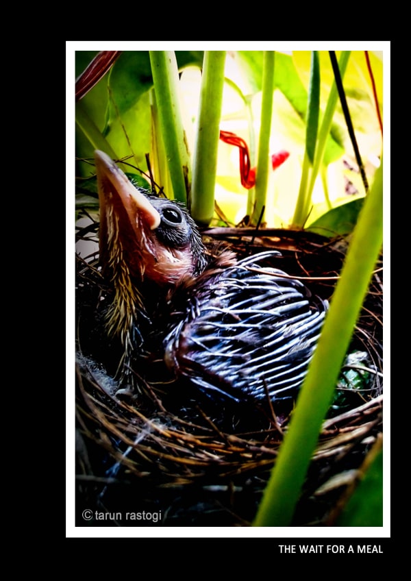 Animal related 6
