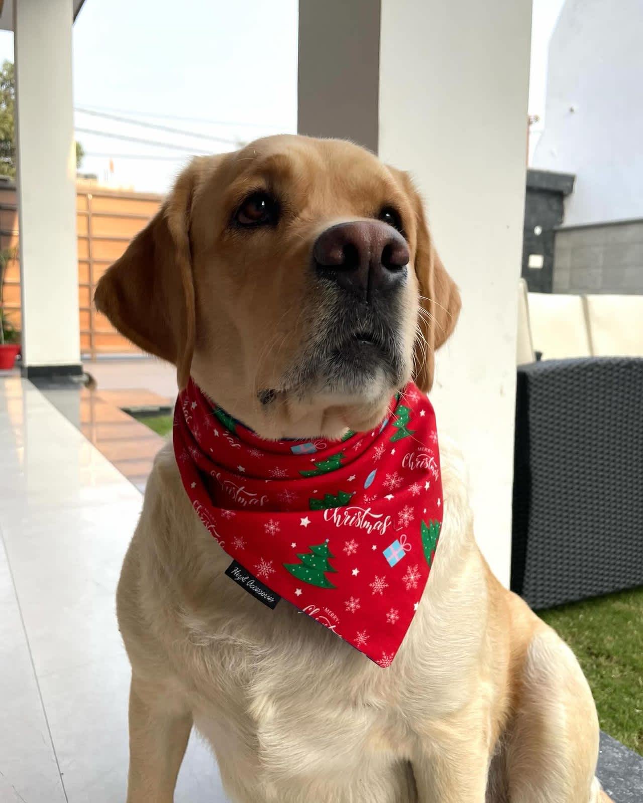 Happy dog with comfortable pet accessories