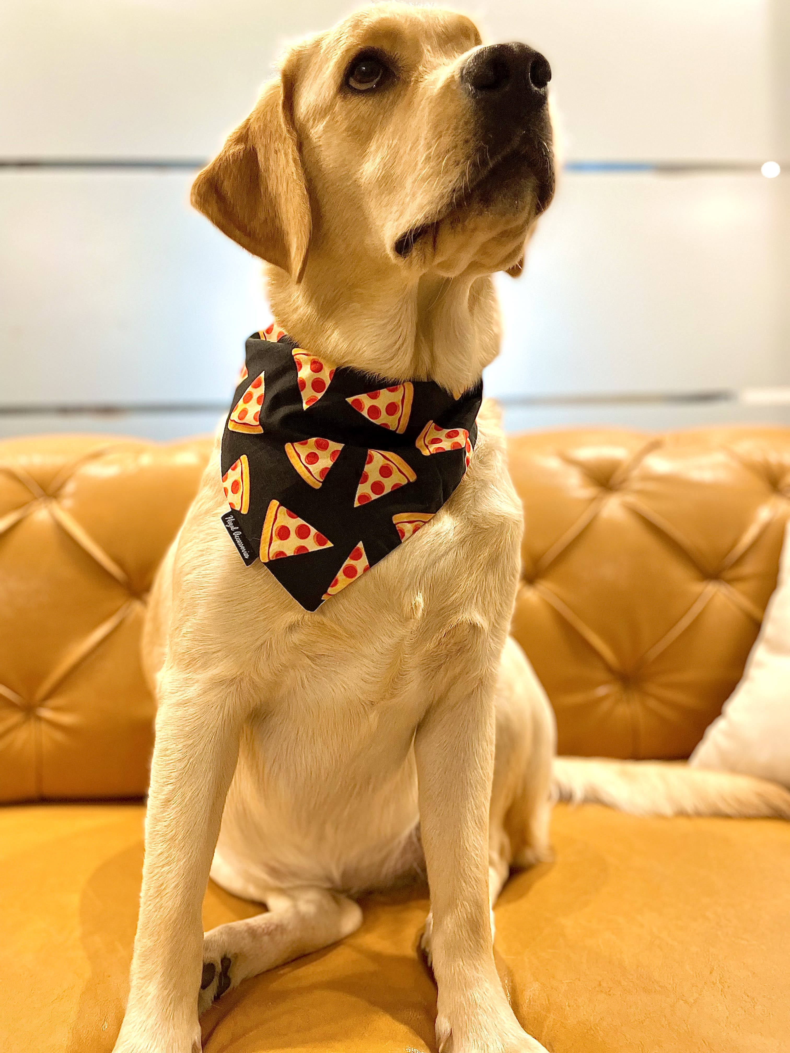 I love pizza tie on bandana  image 2