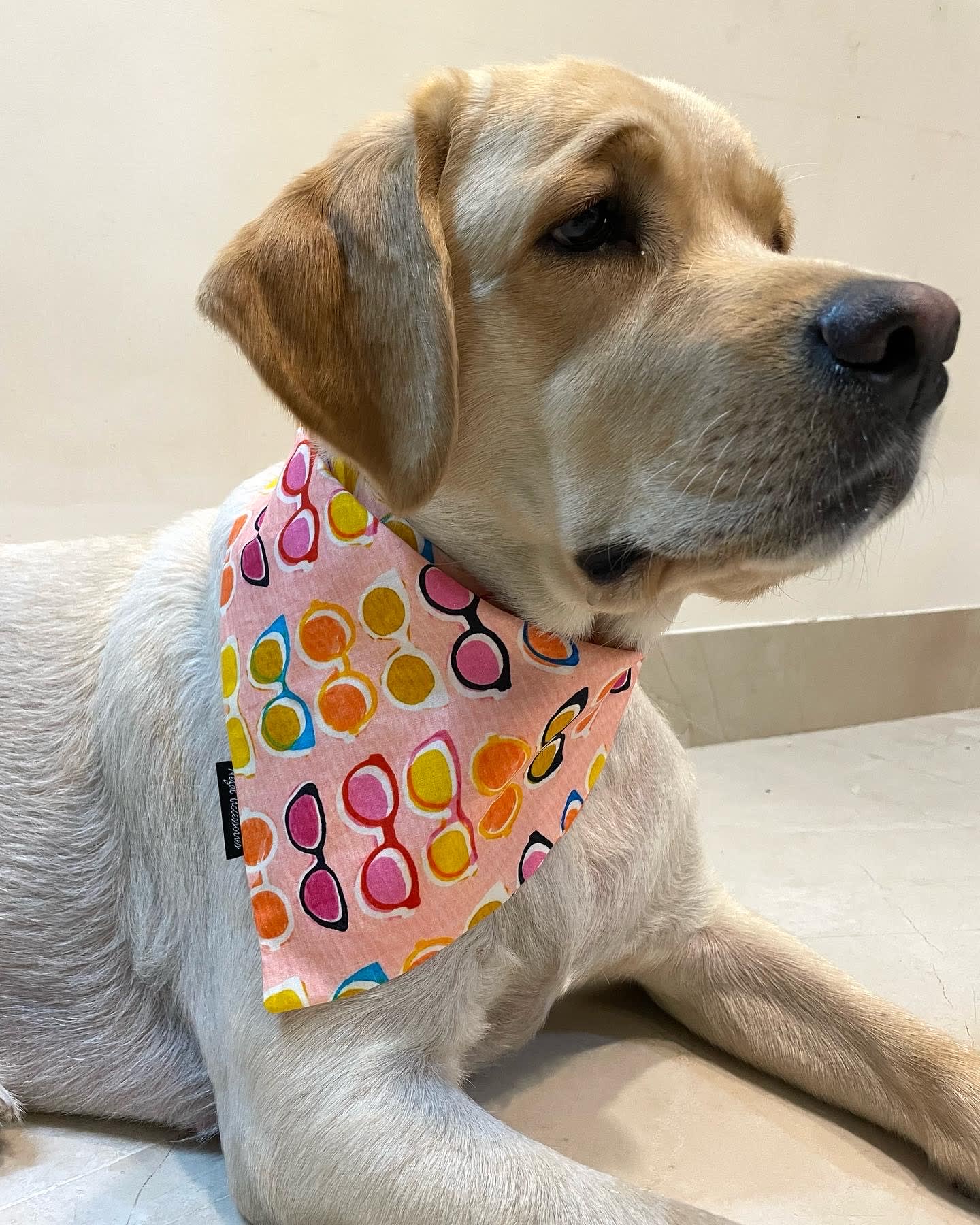 Colourful sun glasses tie on bandana 