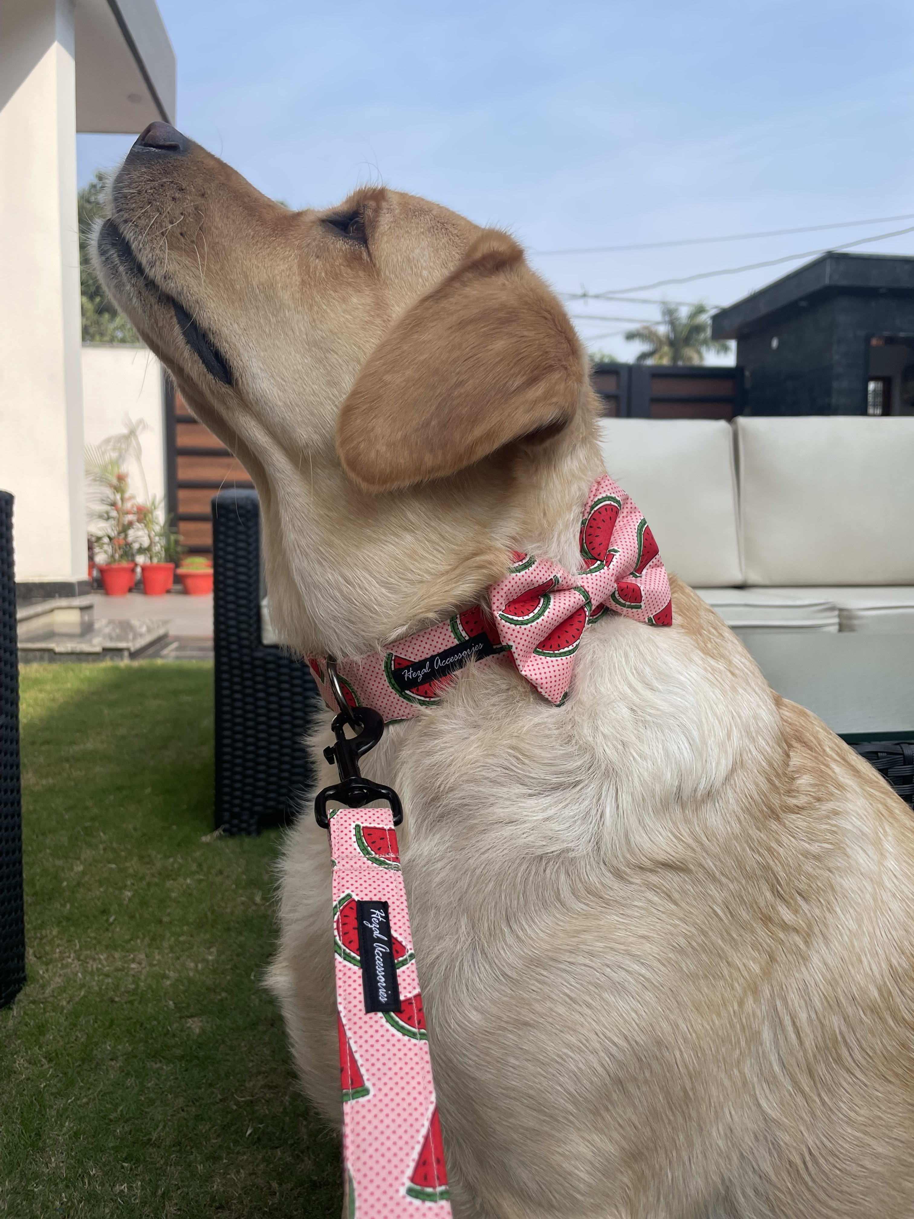 Watermelon collar - leash set  image 3