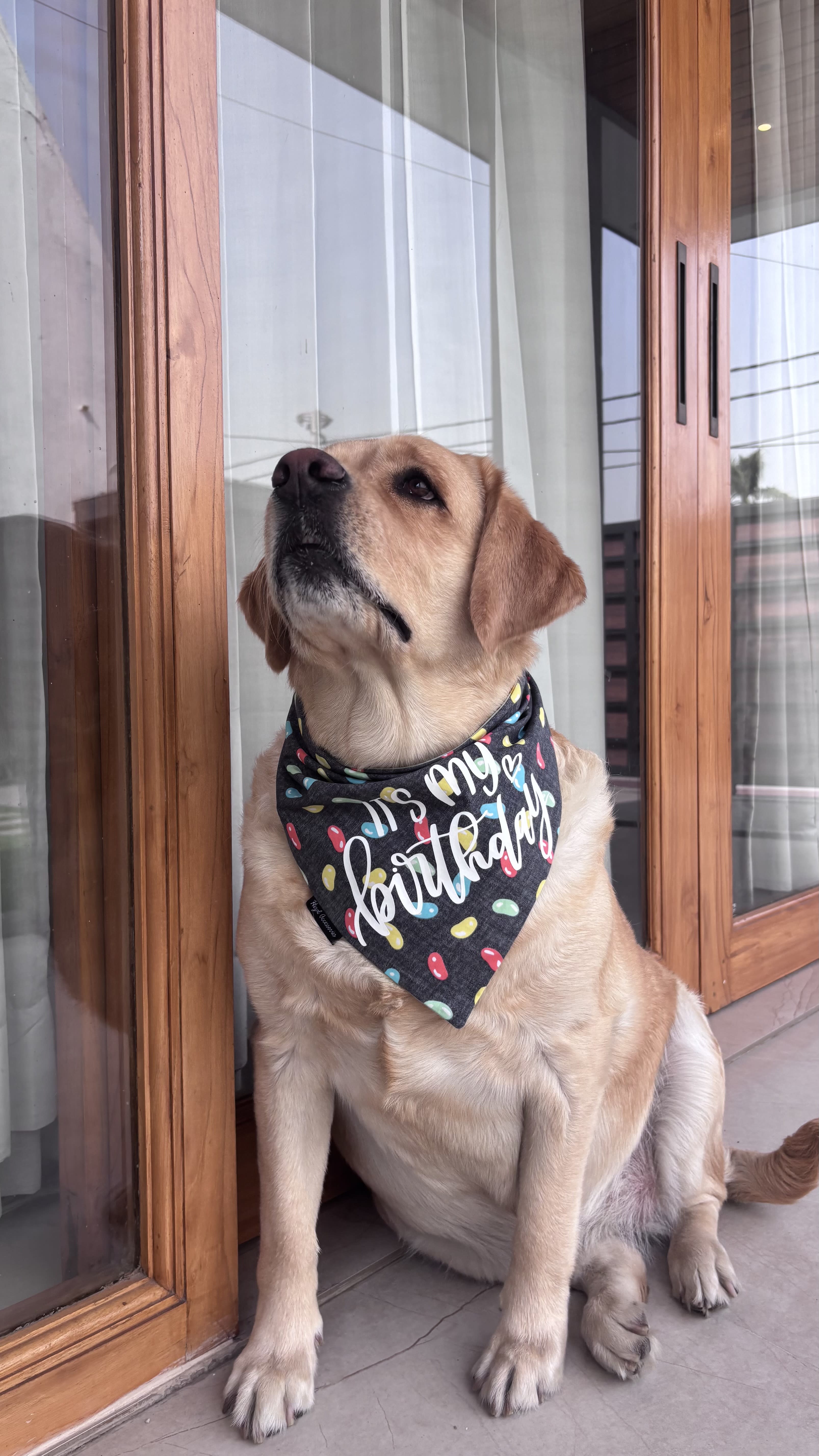 It’s My Birthday tie on bandana  image 2