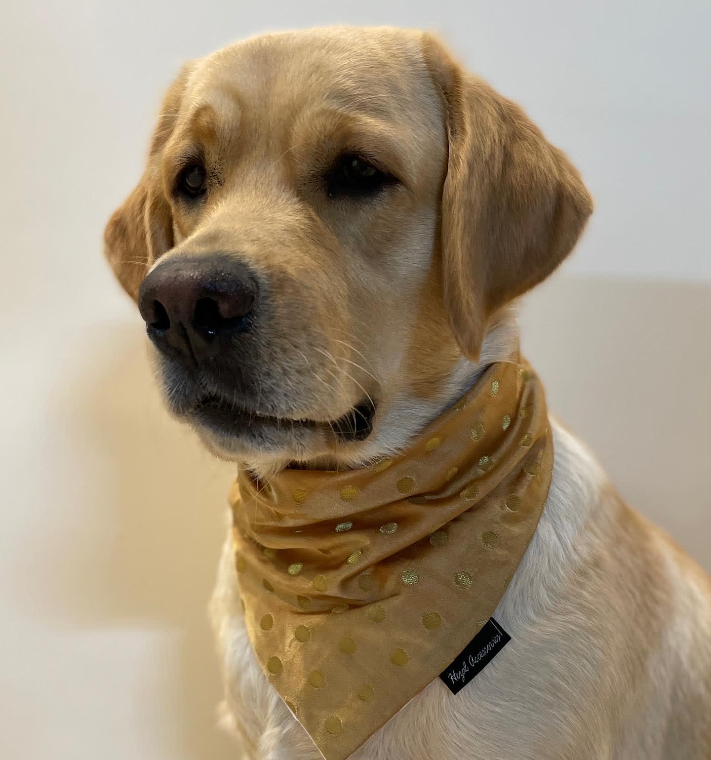 Golden silk butti tie on bandana 