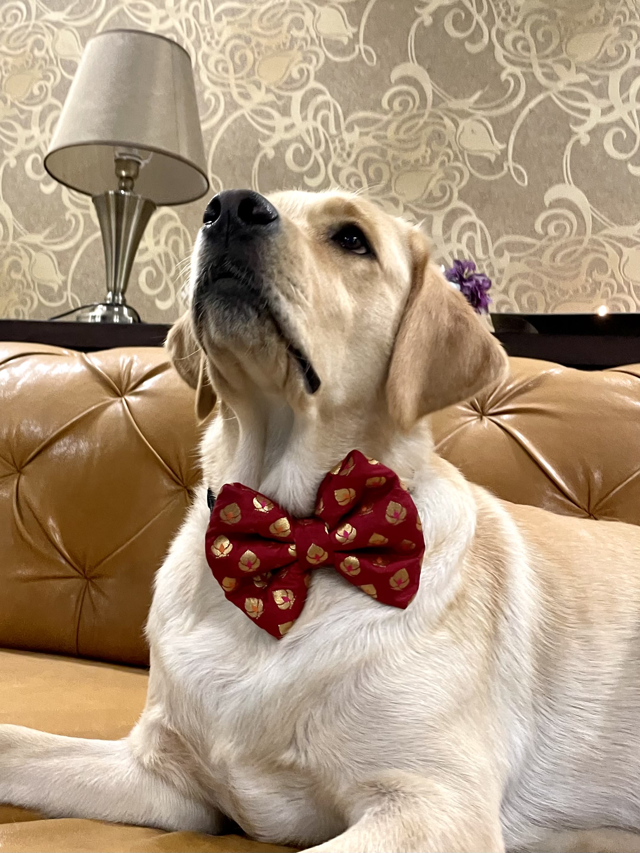 Red chanderi silk golden motif bow tie  