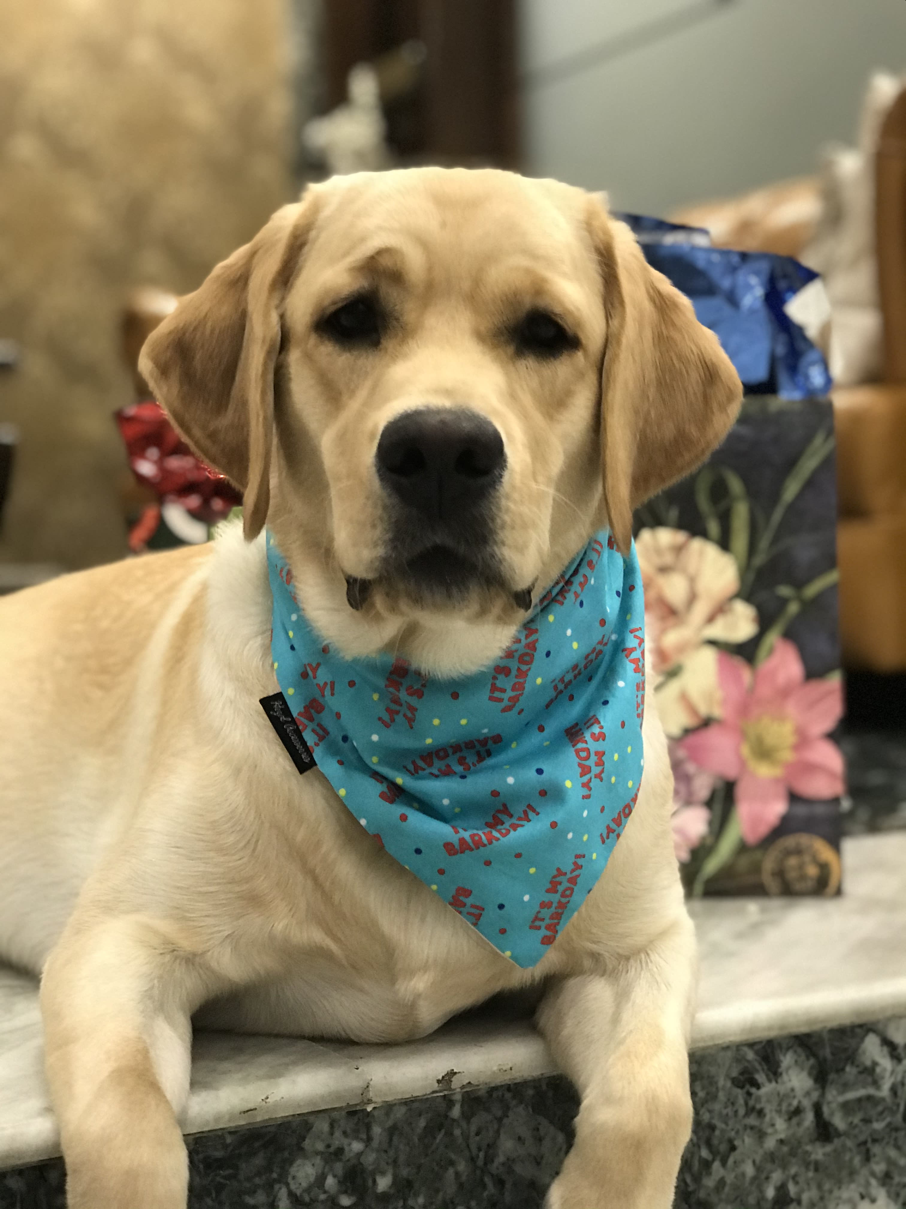 ‘It’s my barkday’ tie on bandana  image 3