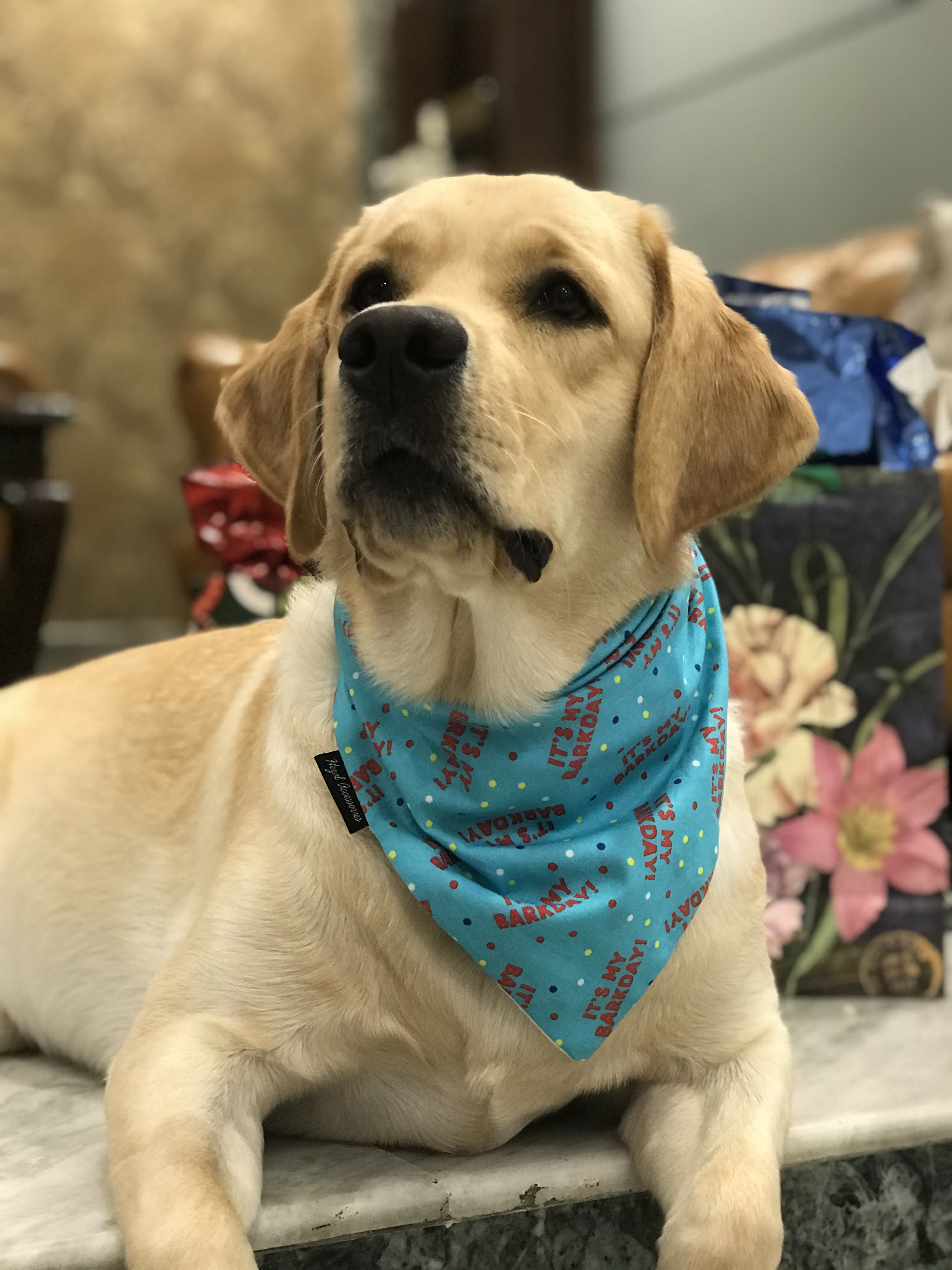 ‘It’s my barkday’ tie on bandana  image 4