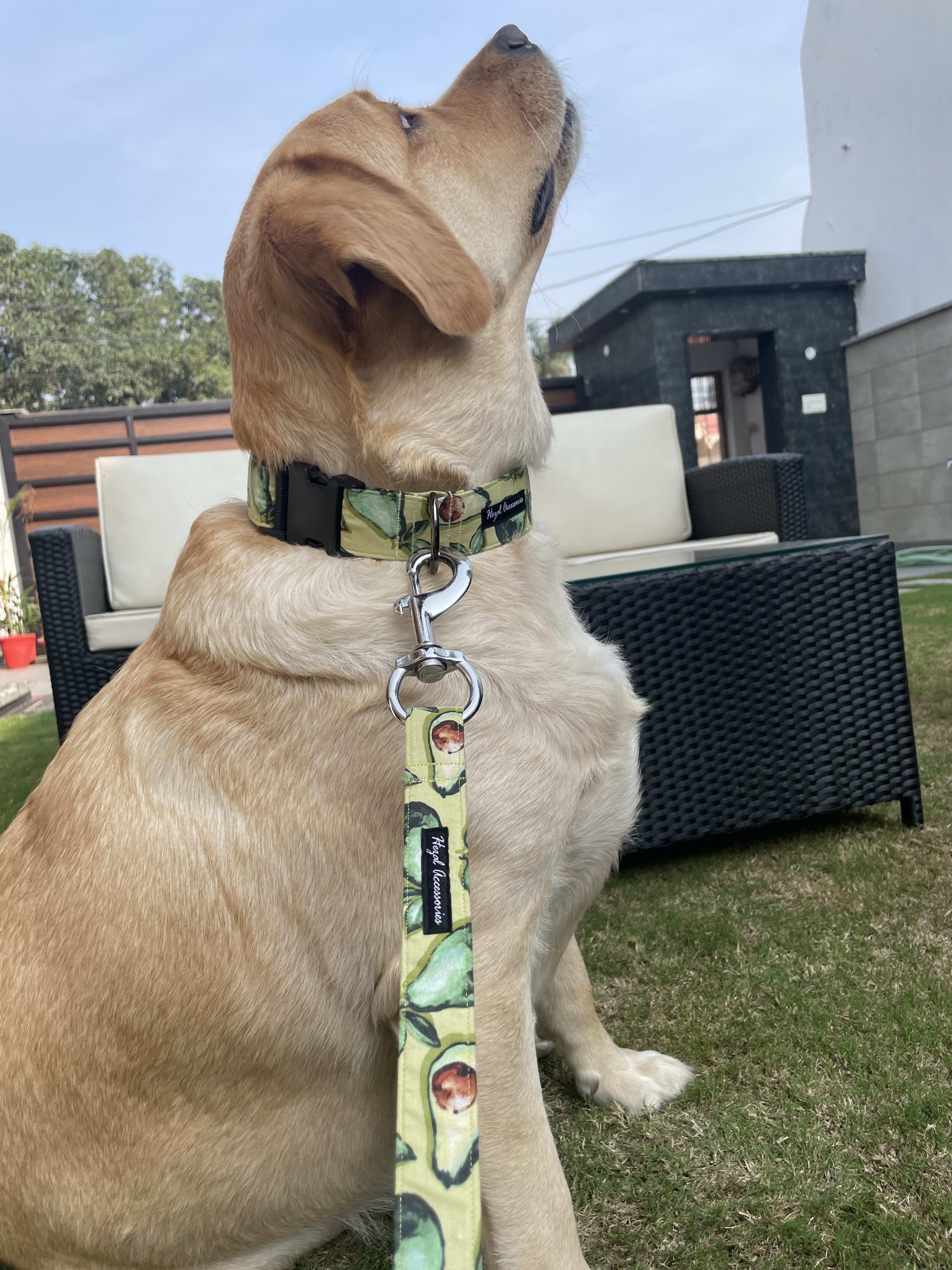 Avocados collar leash set  image 3