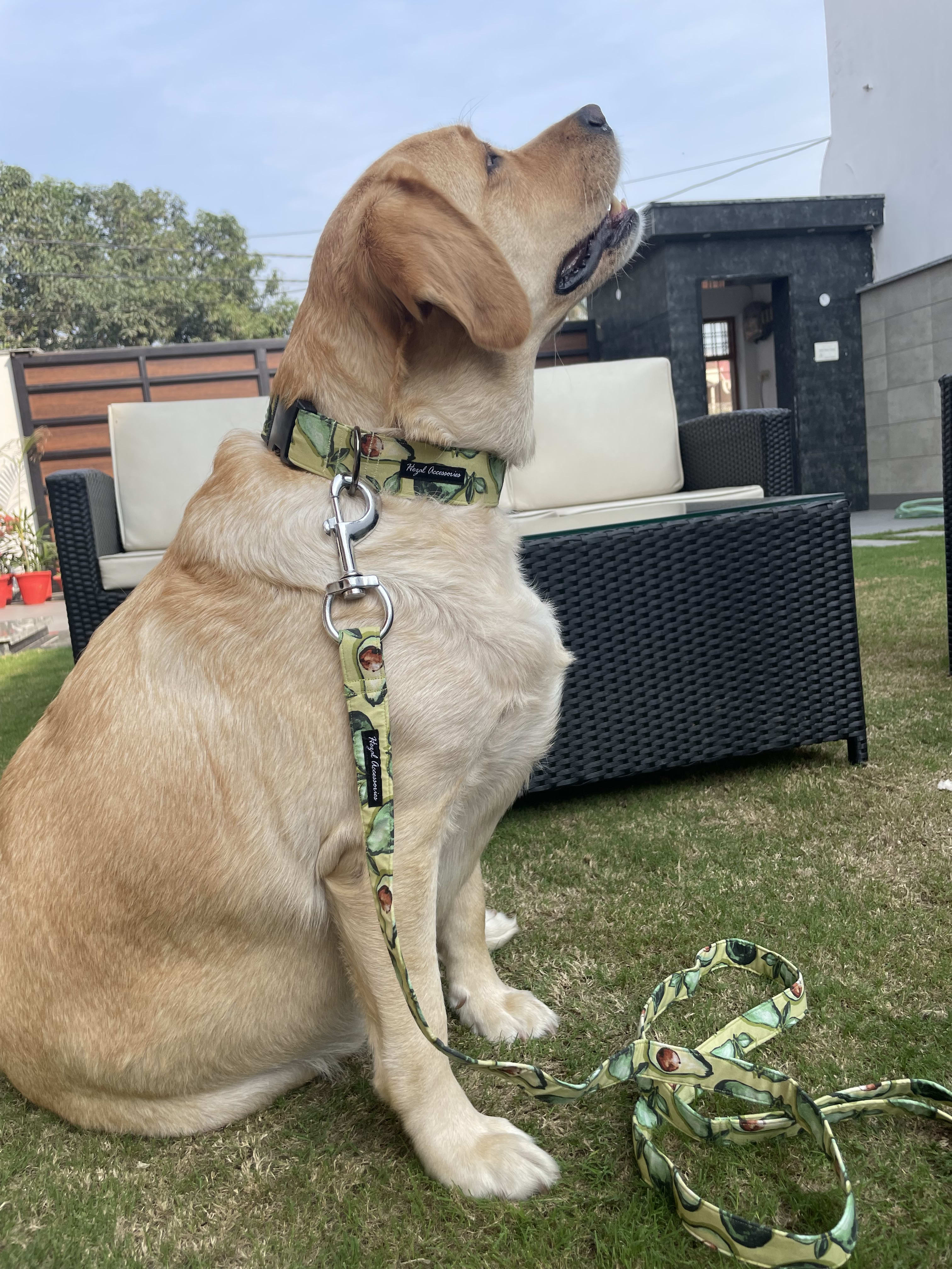 Avocados collar leash set 