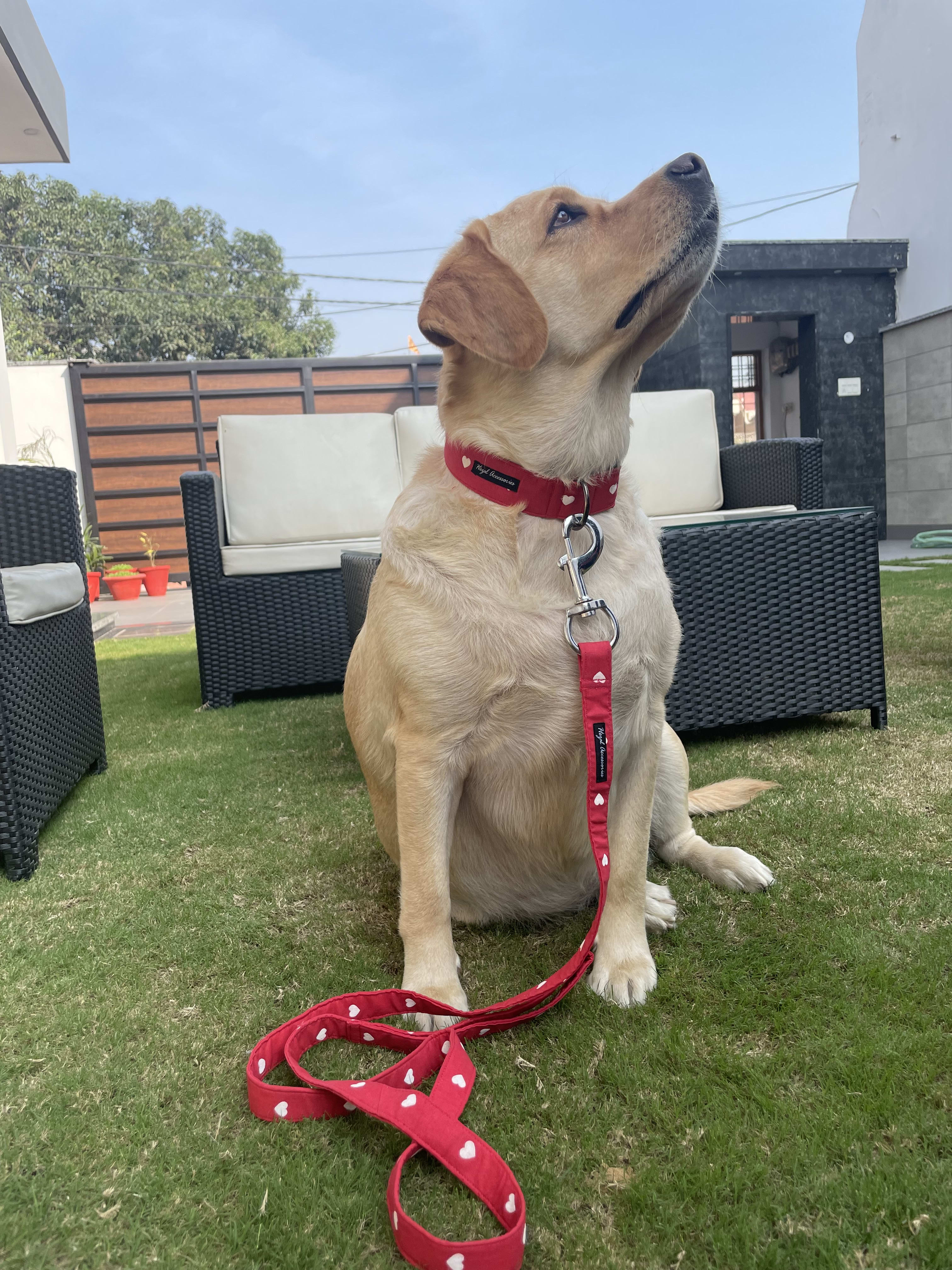 Cupid Cutie collar leash set 