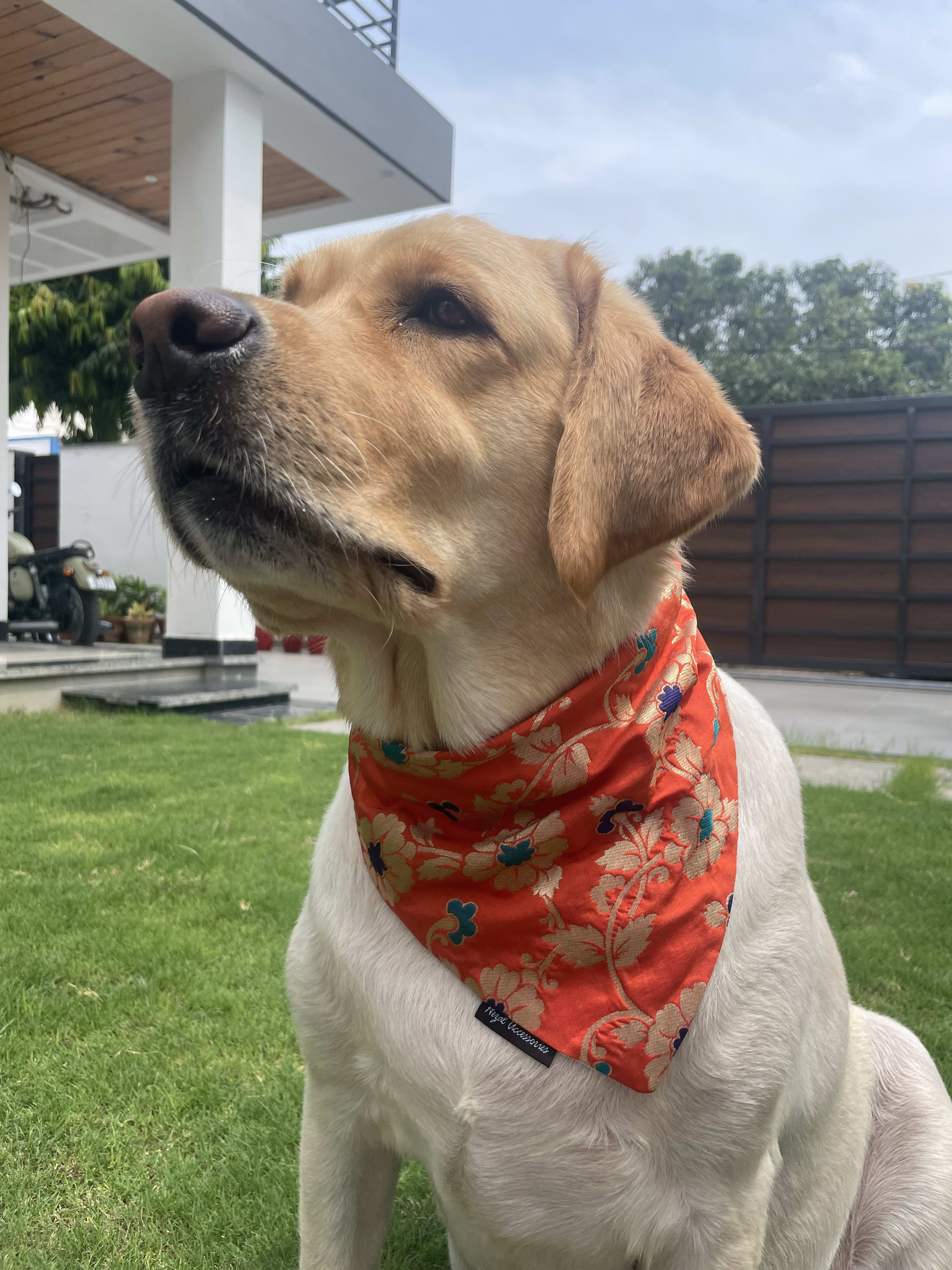 Marigold brocade silk tie on bandana 
