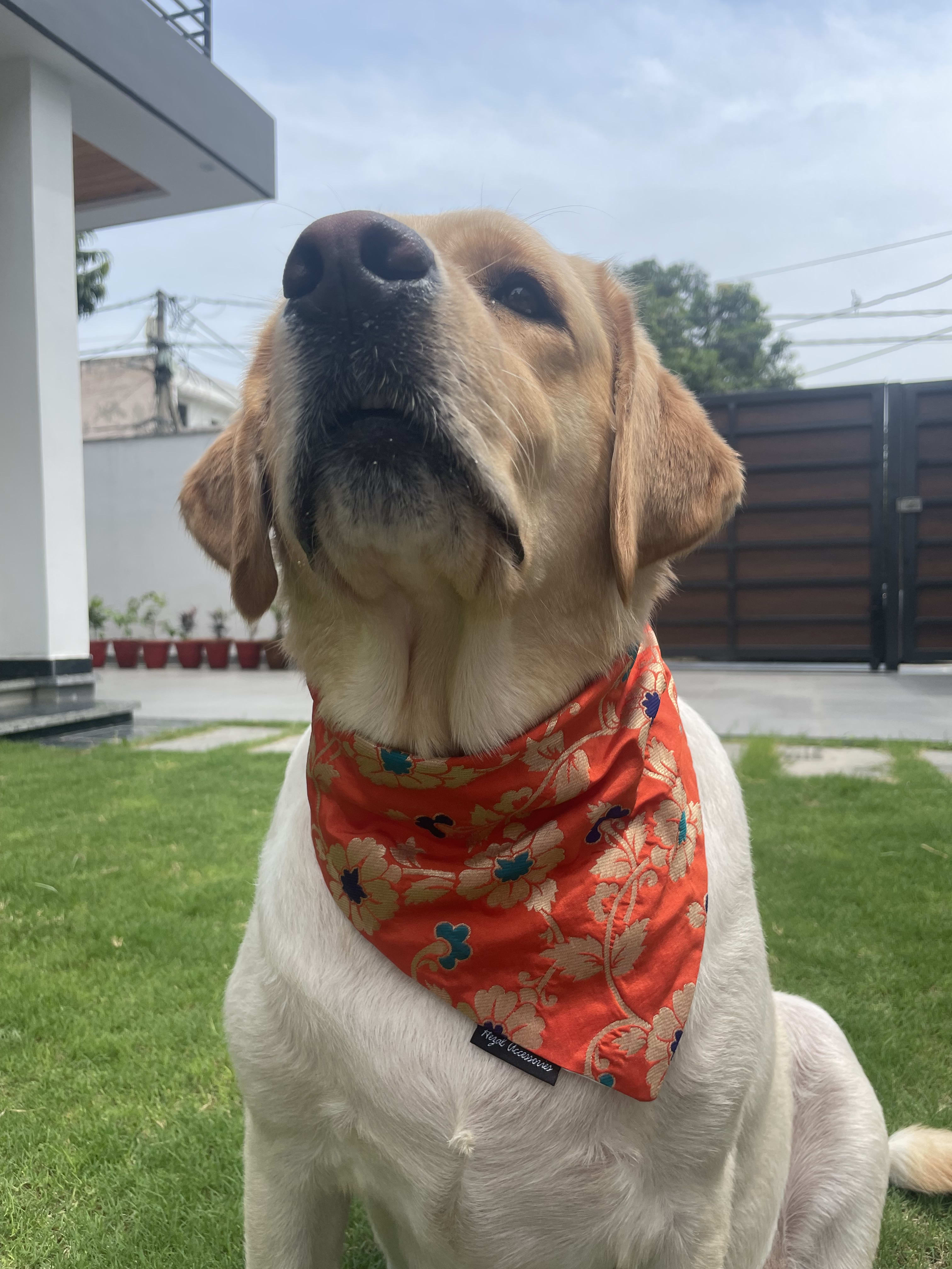 Marigold brocade silk tie on bandana  image 2