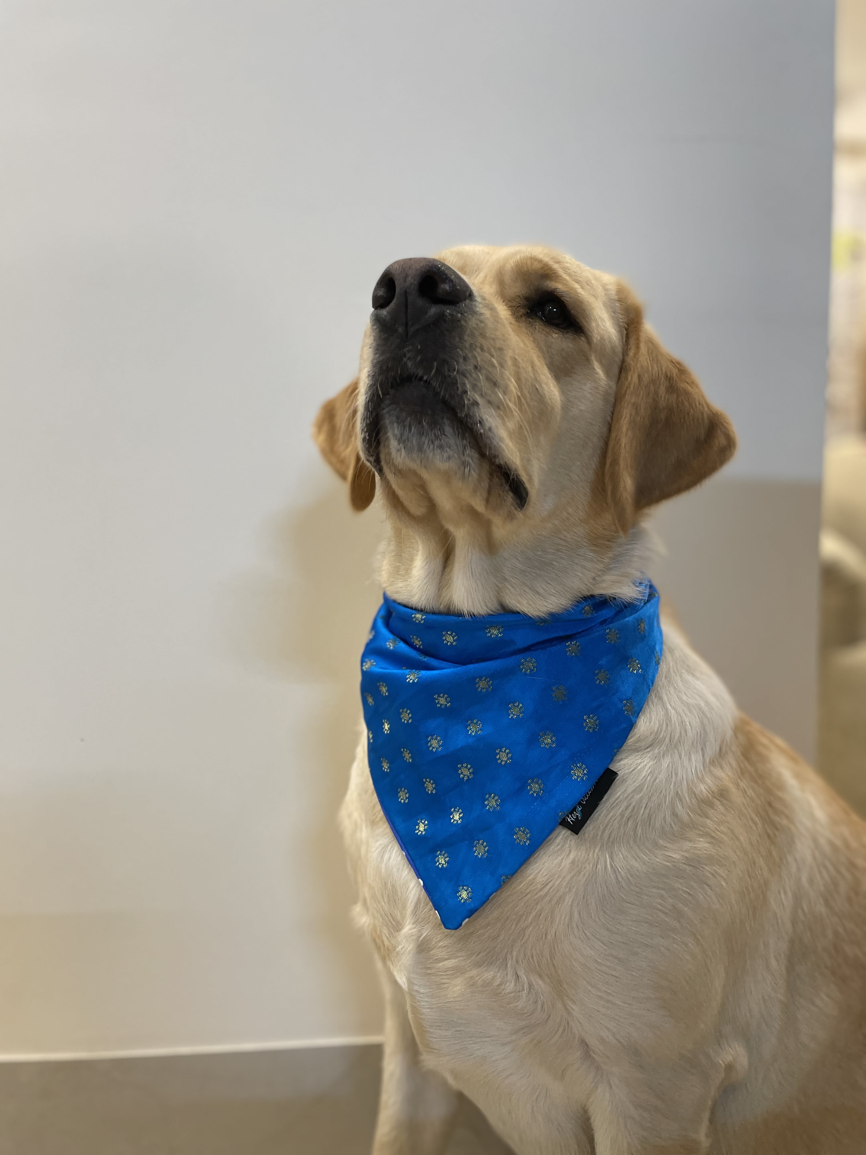 Royal Blue silk bandana with golden motifs  image 2