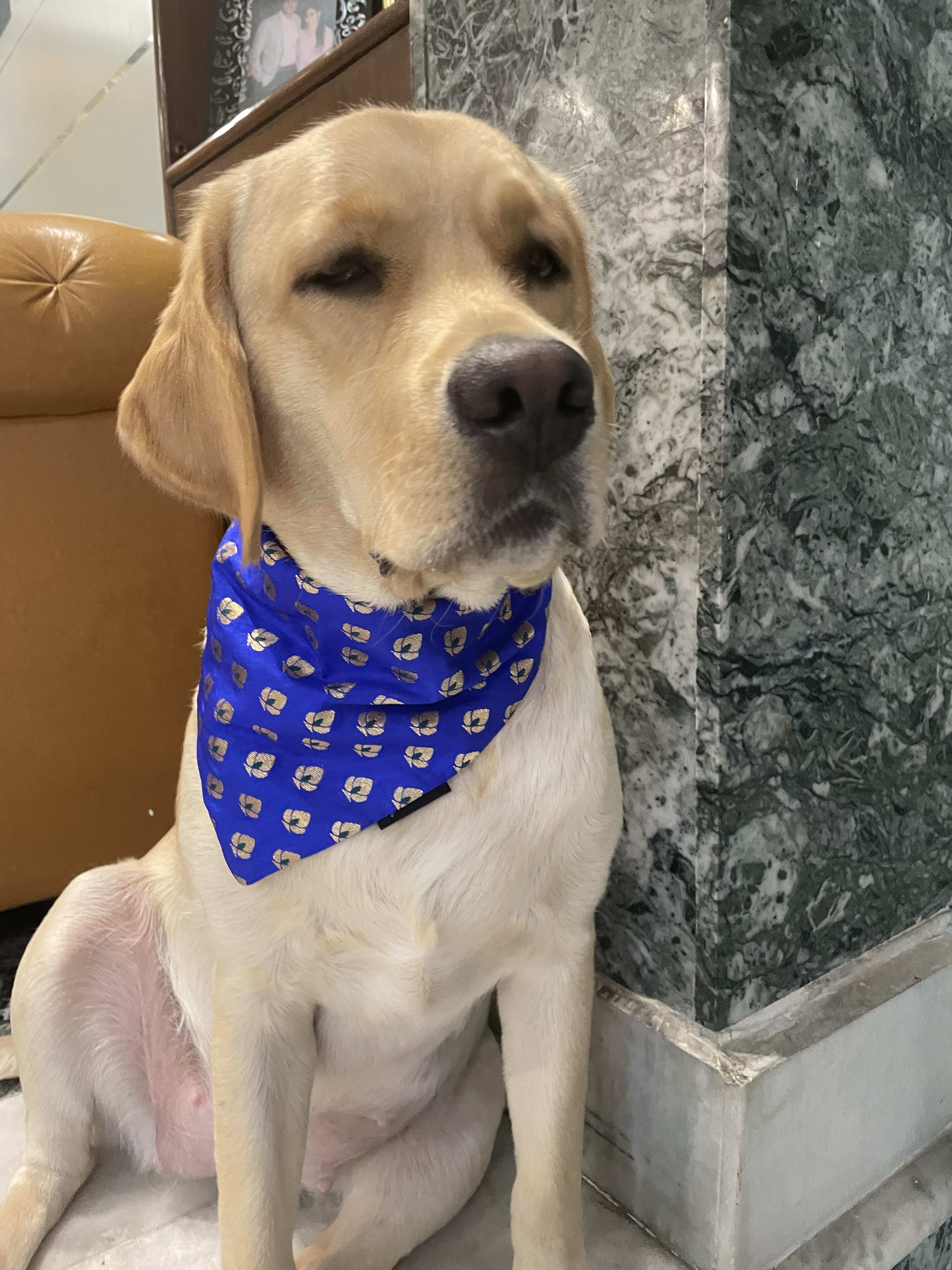 Royal Sapphire Chanderi Silk Bandana