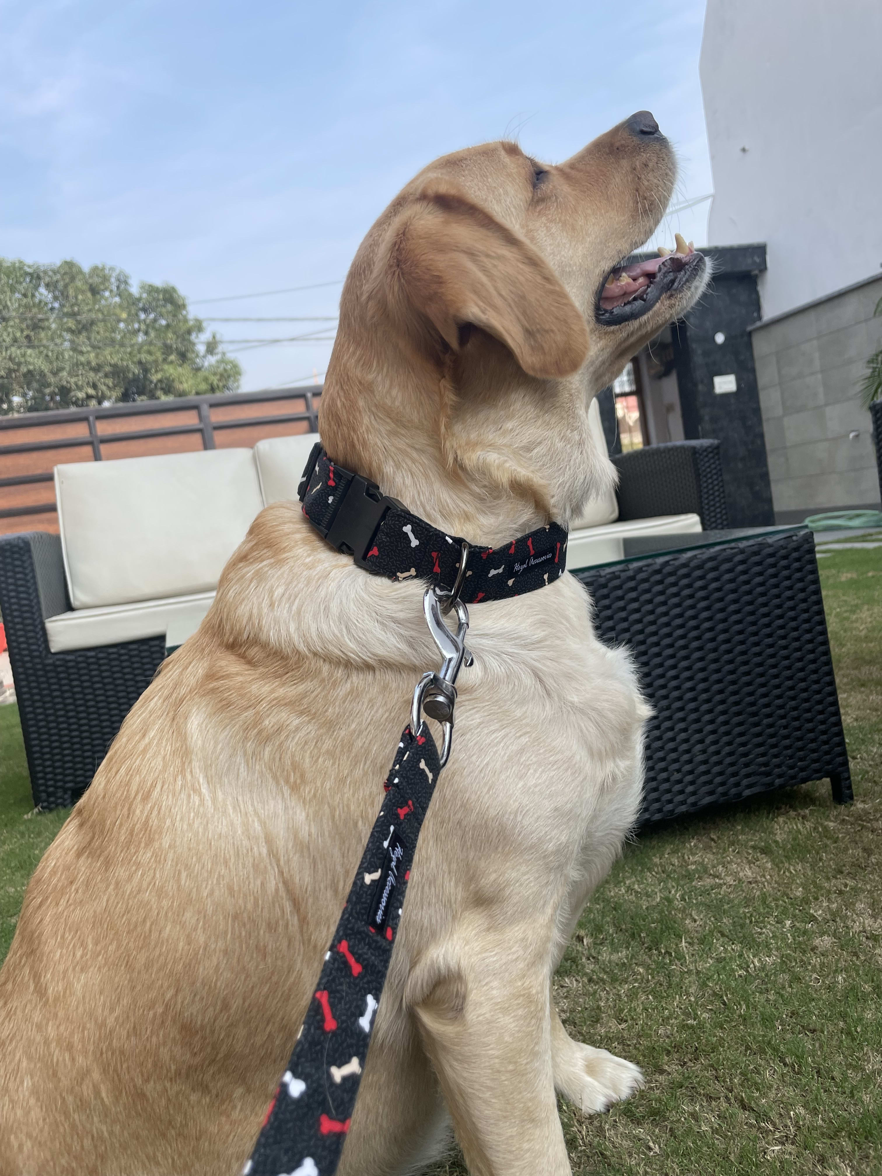 Red and white bones collar leash set  image 2