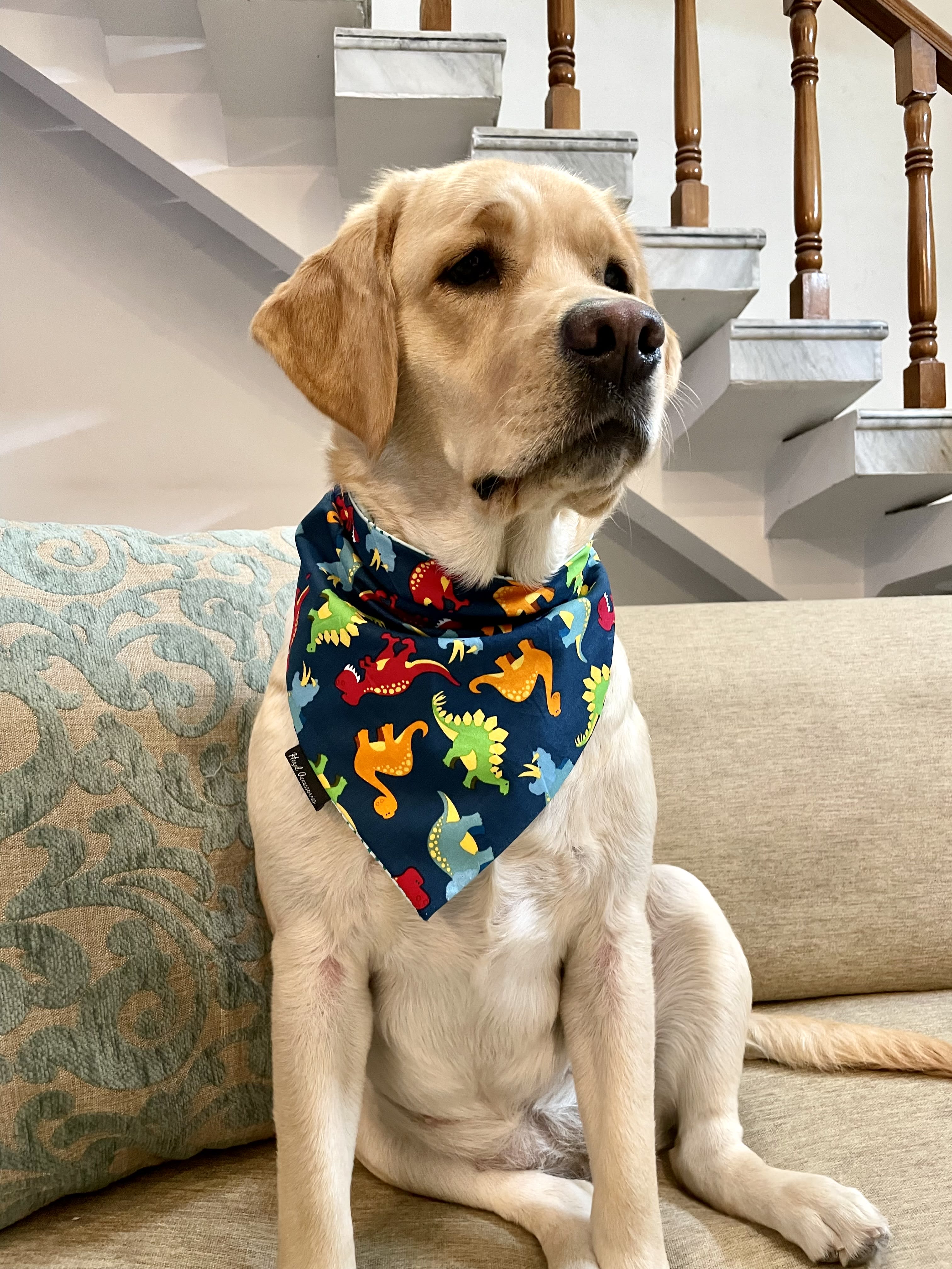 Dino Pawty Bandana 