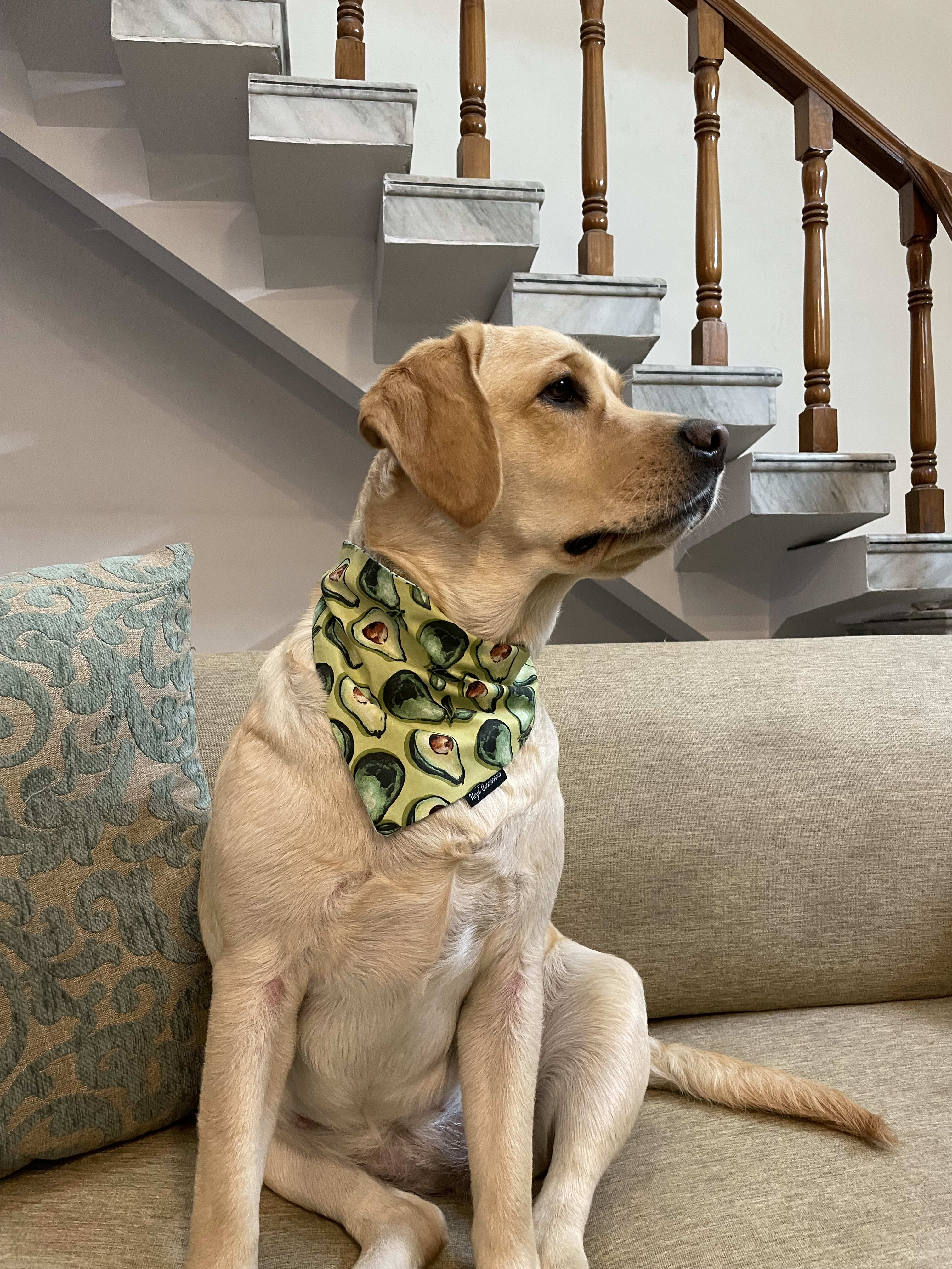 AvoCuddle tie on Bandana  image 3
